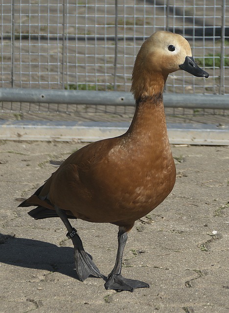 小觑
