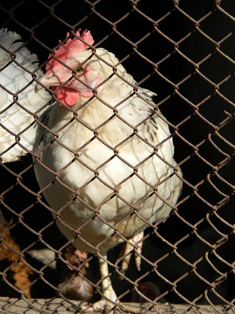 魔术的未来 魔术的未来